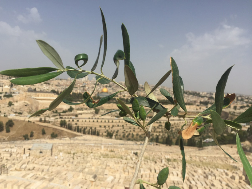 Müslümanların derin uykusu: Kudüs - Resim: 1