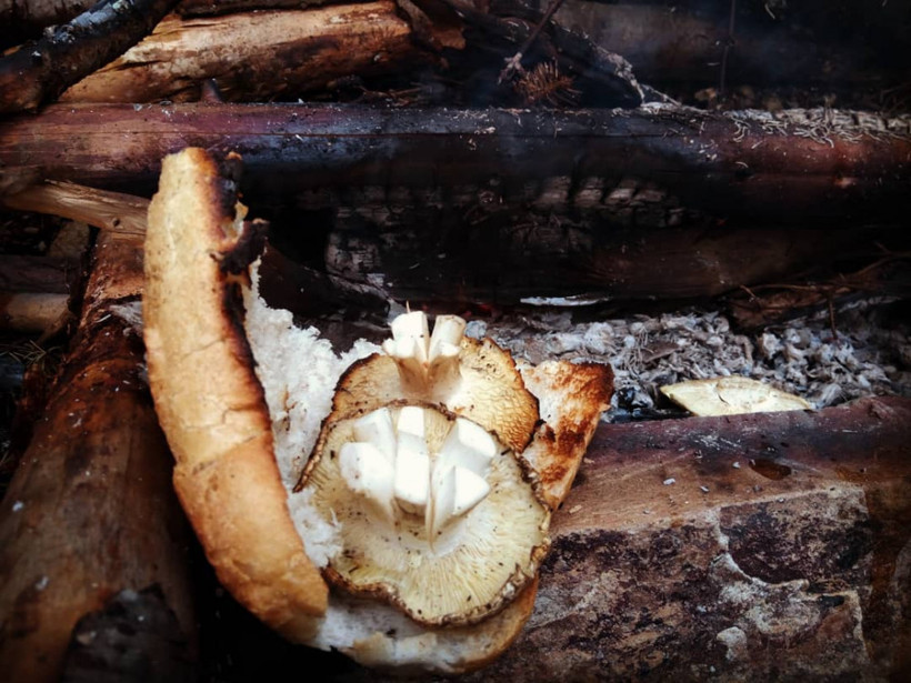 Kuzu göbeği adıyla biliniyor! Bu mantar şifa dağıtıyor - Resim: 2