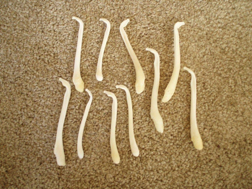 İnsanların penis kemiği ortaya çıktı dünyada bir ilk İngilizler buldu - Resim: 1