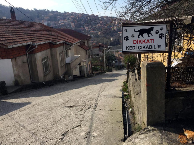 Zonguldak'ta sürücüler için "Dikkat kedi çıkabilir" tabelası astı - Resim: 3