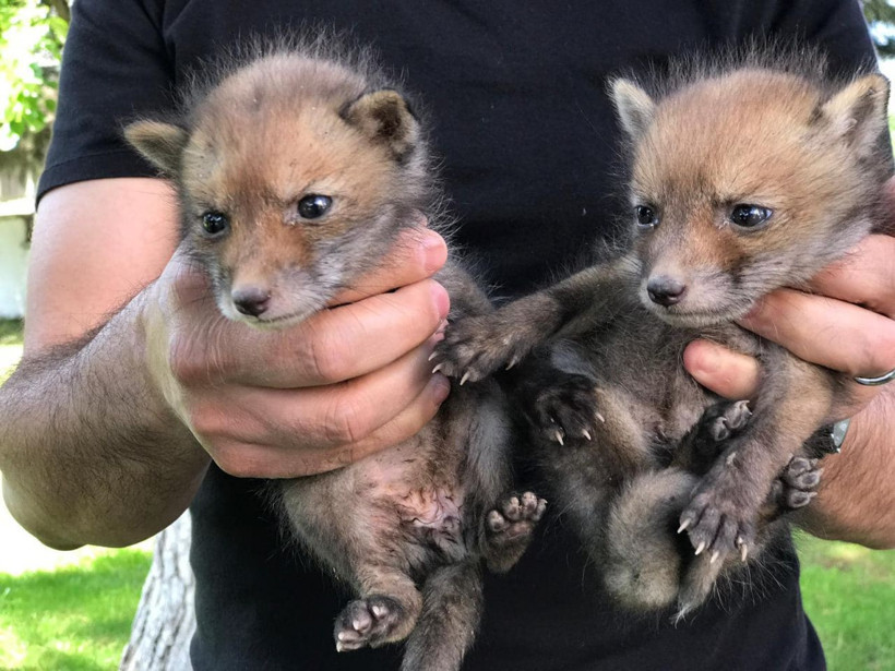 Trafik kazasında ölen tilkinin yavruları korumaya alındı - Resim: 4