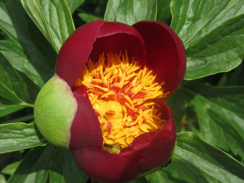 Ayı Gülü diye biliniyor! Bu gülü koparana 60 bin lira ceza var - Resim: 1