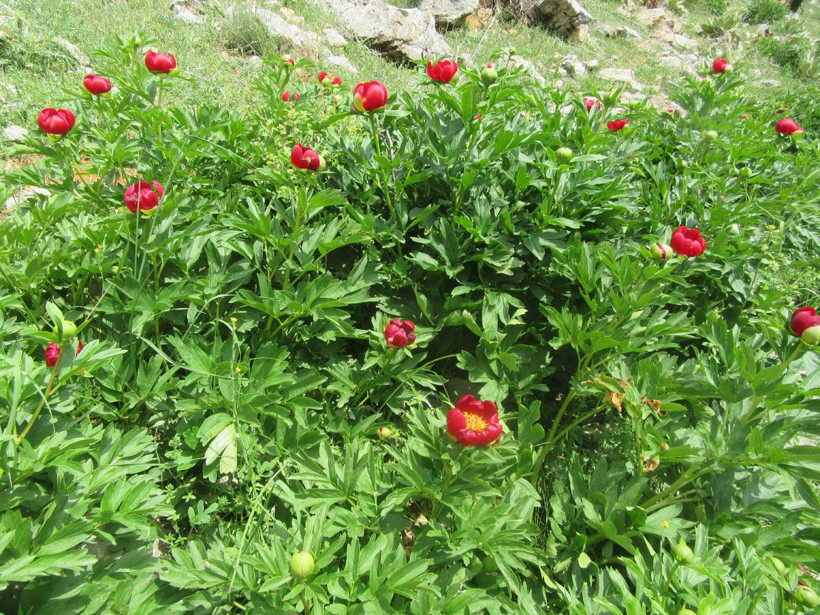 Ayı Gülü diye biliniyor! Bu gülü koparana 60 bin lira ceza var - Resim: 2