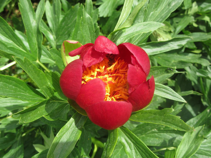 Ayı Gülü diye biliniyor! Bu gülü koparana 60 bin lira ceza var - Resim: 4