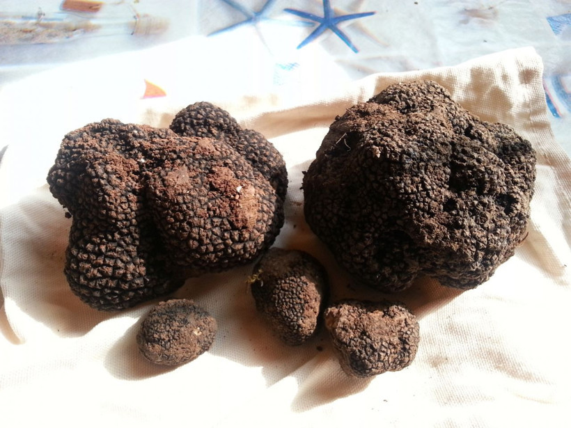 Trüf mantarı ticaret hacmini genişletiyor - Resim: 2