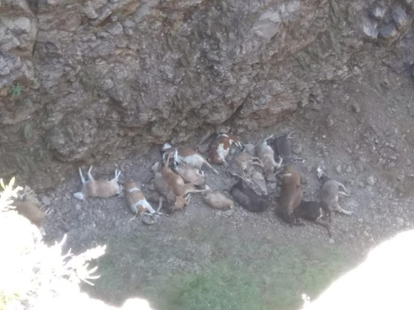 Doludan kaçan hayvanlar uçurumdan yuvarlanıp telef oldular - Resim: 1