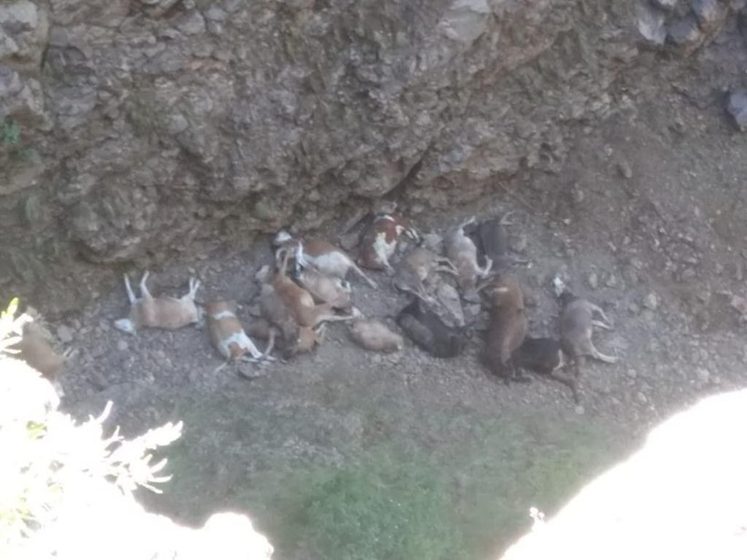 Doludan kaçan hayvanlar uçurumdan yuvarlanıp telef oldular - Resim: 3