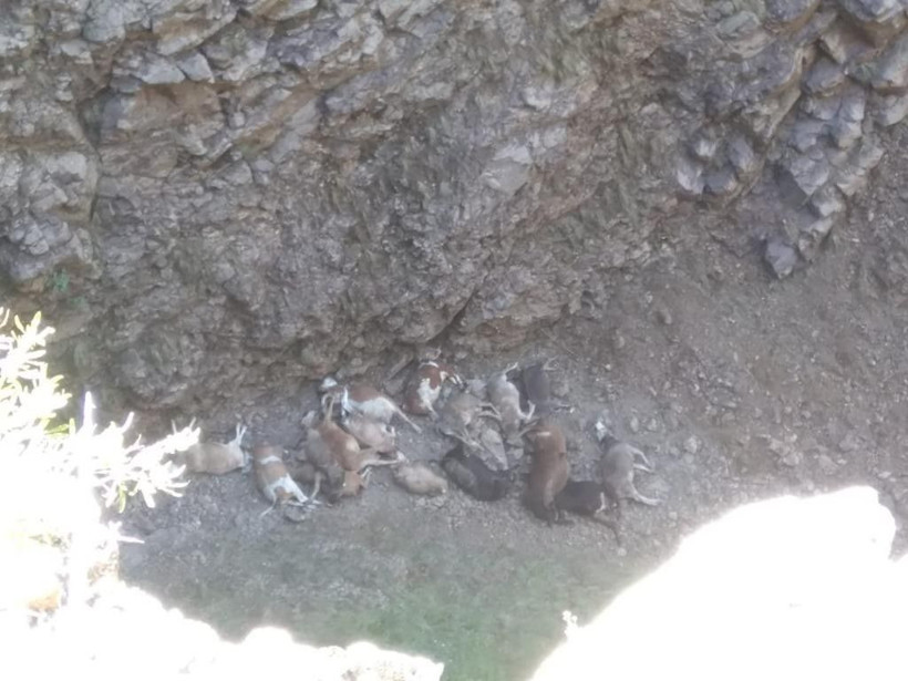 Doludan kaçan hayvanlar uçurumdan yuvarlanıp telef oldular - Resim: 4