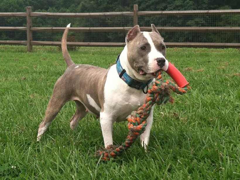 Pitbulldan yavru kediye anne şefkati - Resim: 1