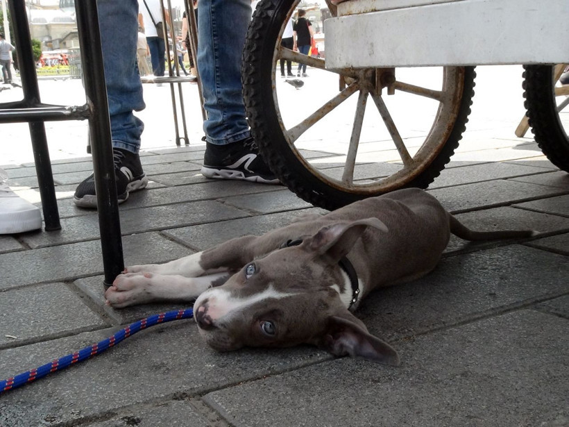 Sıcaktan bunalan çocuklar Gezi Parkı'nda renkli görüntüler oluşturdu - Resim: 4