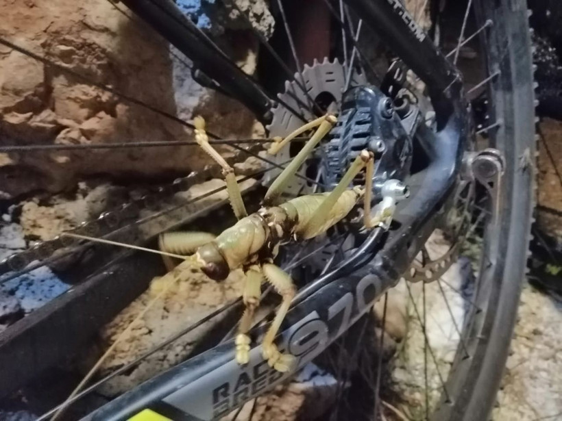 Adıyaman'da 20 santimlik çekirge görenleri şaşırttı - Resim: 4