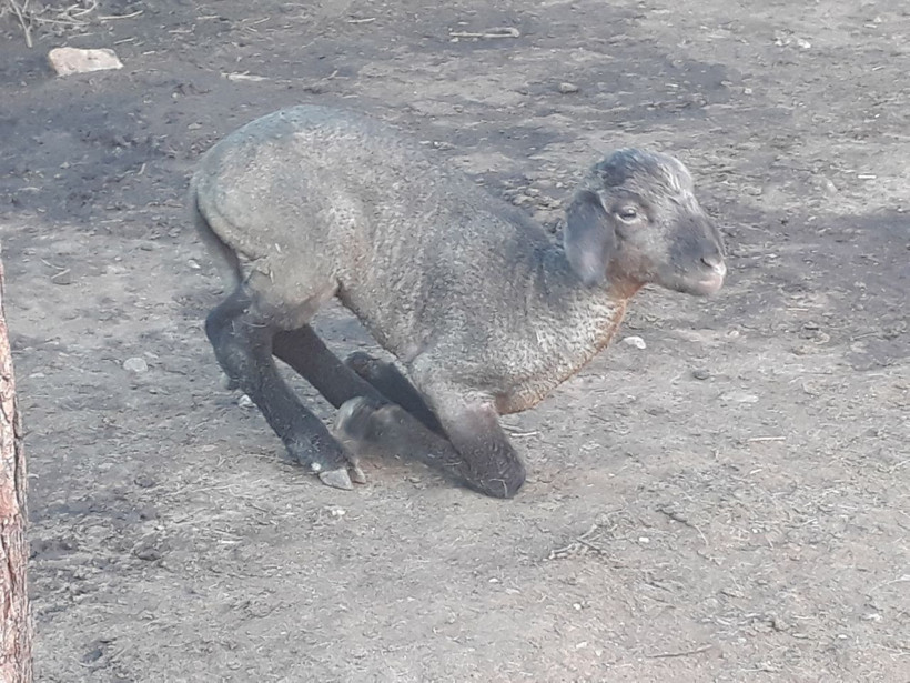 Ağıldaki yangında yavru kuzu ölen küçükbaşların içinde annesini aradı - Resim: 1
