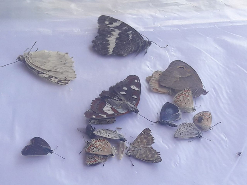 Adıyaman'da yakalandılar İngiliz ve İtalyan profesör yurt dışına kaçıracaktı - Resim: 1