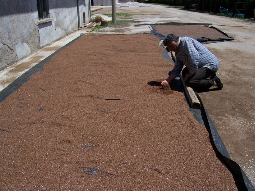 Suni yollarla üretilen 25 milyon ardıç fidanı toprakla buluştu - Resim: 3
