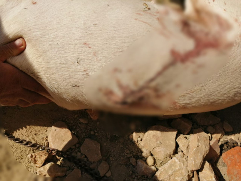 Terapi köpeği 'Mandalina'ya komşu kurşunu! Sena öldüğünü bilmiyor! - Resim: 4