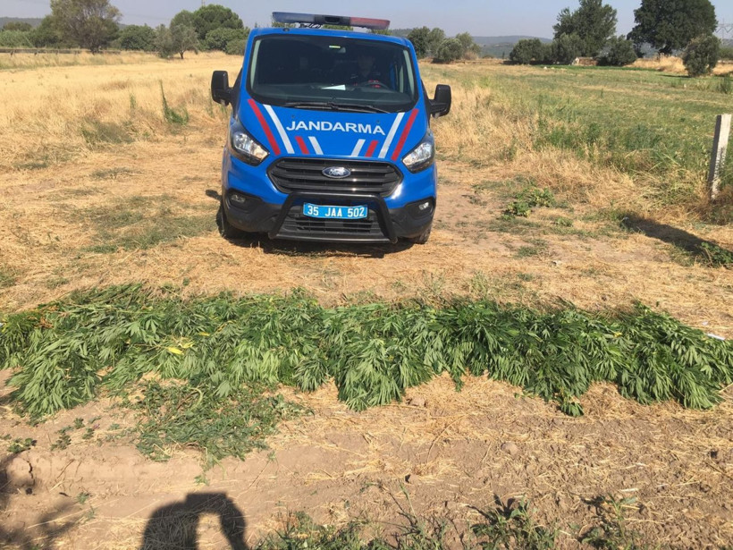 Domates tarlasında Hint keneviri ele geçirildi - Resim: 1