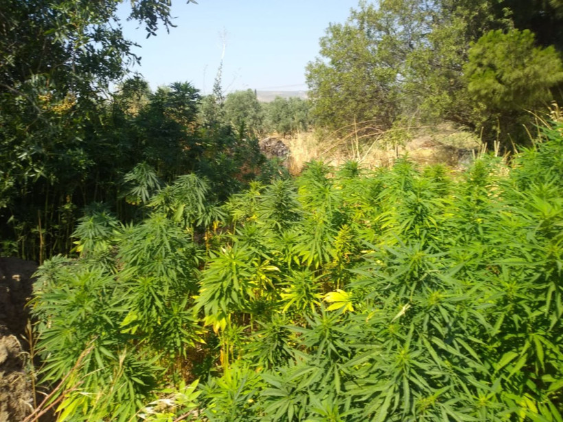 Domates tarlasında Hint keneviri ele geçirildi - Resim: 3