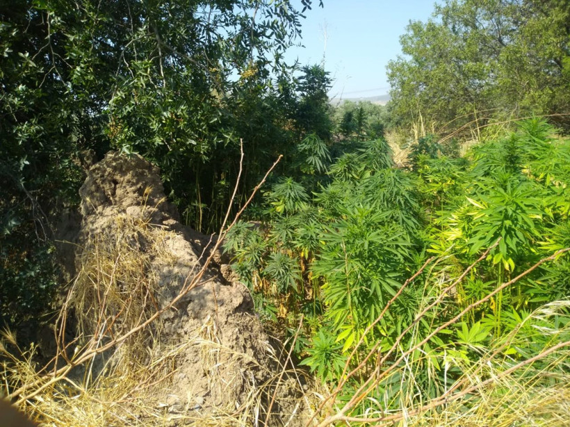 Domates tarlasında Hint keneviri ele geçirildi - Resim: 4