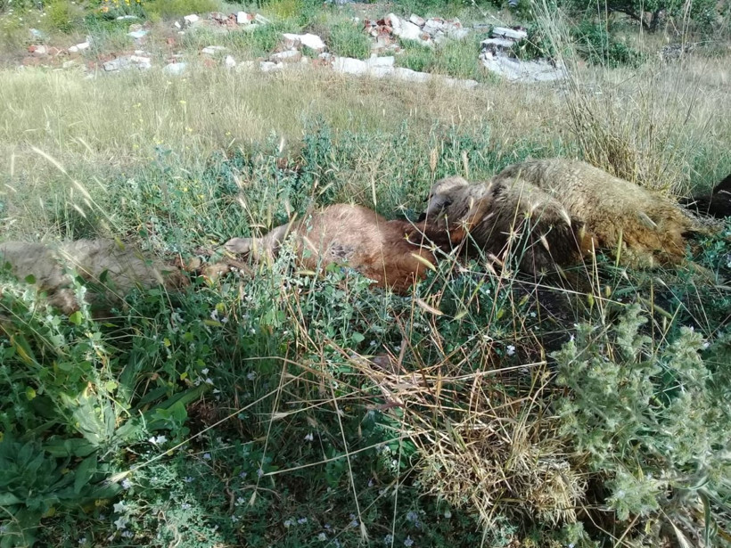 Ankara'da elektrik kablosuna basan 10 koyun telef oldu - Resim: 2