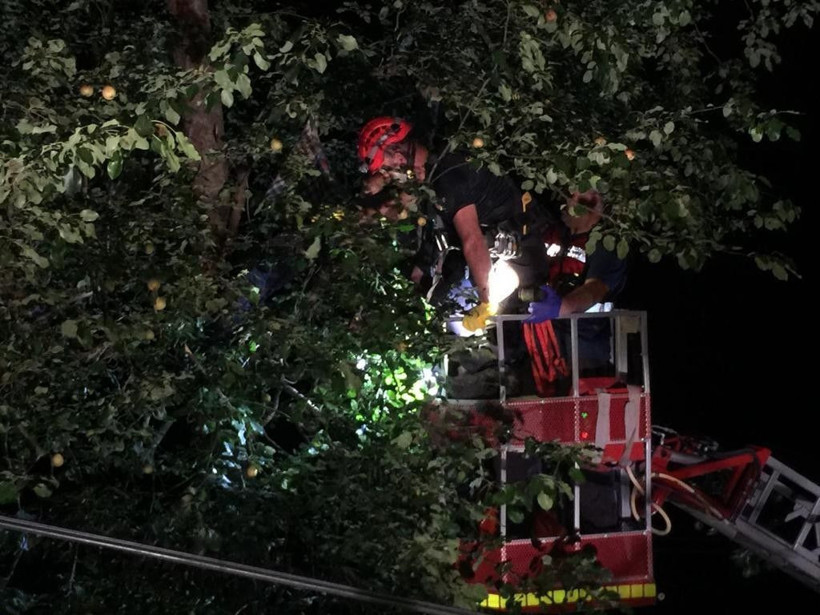 Rize'de ağaca çıkan talihsiz adam elektrik akımına kapılarak can verdi - Resim: 3