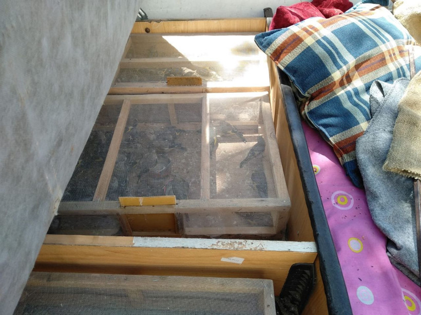 Saka kuşu yakalama cezası 81 bin 795 lira! Yakalananlar da Suriyeli - Resim: 4