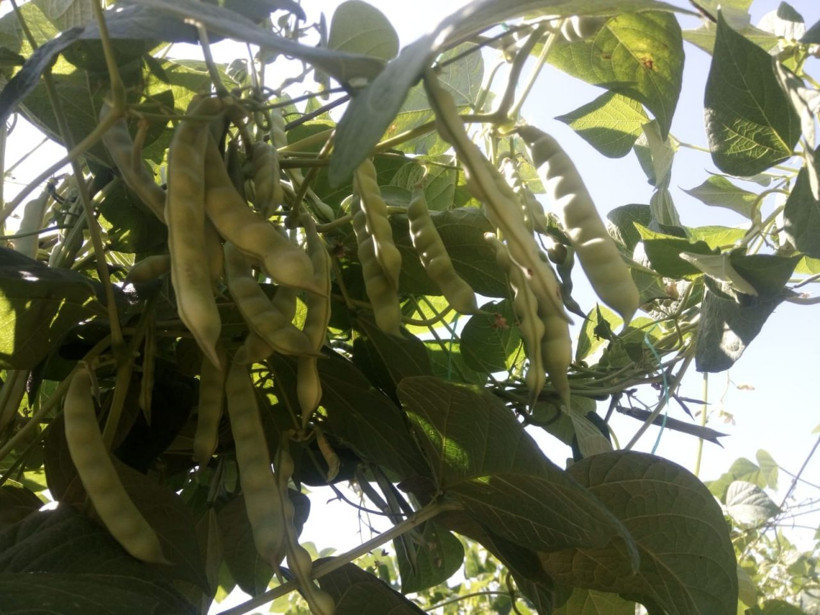 Bu özel fasülye pazarda 15 tarlada 4 lira! Üretici üzgün - Resim: 2