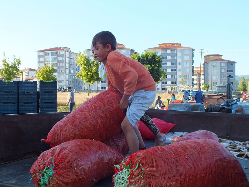 Bu özel fasülye pazarda 15 tarlada 4 lira! Üretici üzgün - Resim: 3