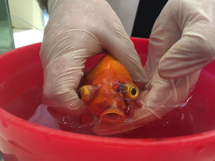 Japon balığına dev operasyon başındaki büyük tümör alındı - Resim: 1