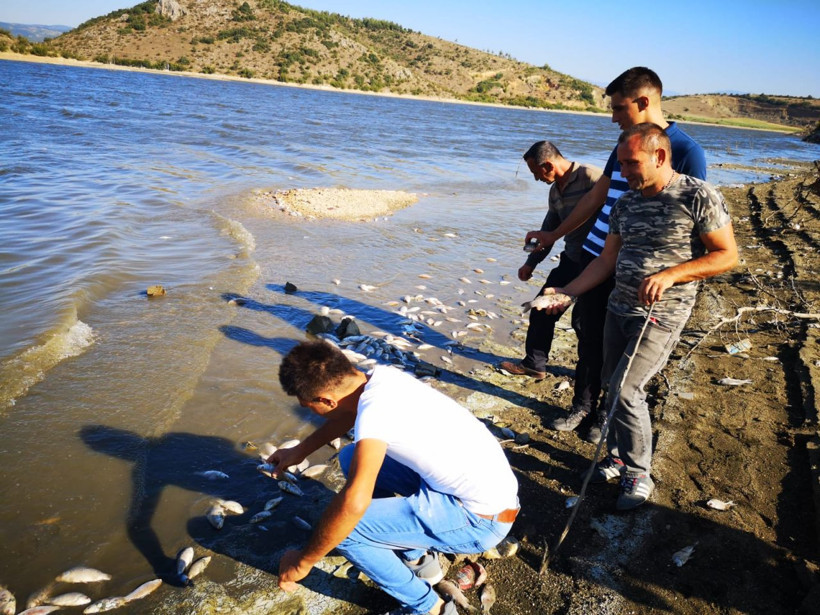 Bursa Boğazköy Barajı'nda kıyıya vuran ölü balıklar tedirgin etti - Resim: 2