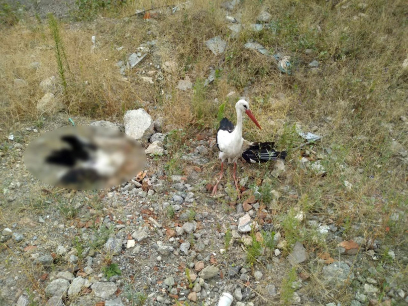 Böyle sevgi görülmedi! Kanadı kırık leylek ölen eşinin başından bir an bile ayrılmadı - Resim: 1