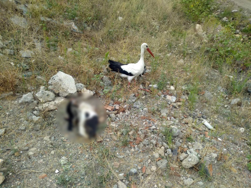 Böyle sevgi görülmedi! Kanadı kırık leylek ölen eşinin başından bir an bile ayrılmadı - Resim: 2