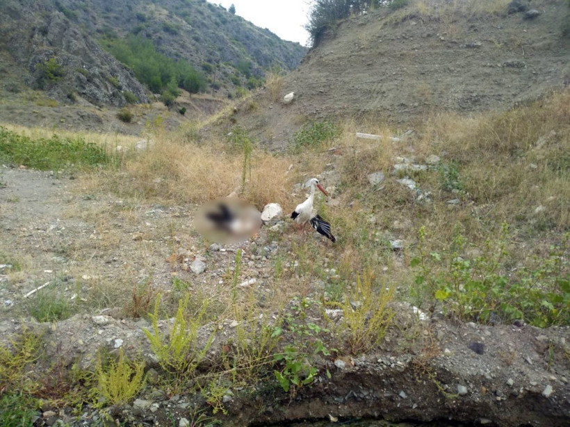 Böyle sevgi görülmedi! Kanadı kırık leylek ölen eşinin başından bir an bile ayrılmadı - Resim: 3