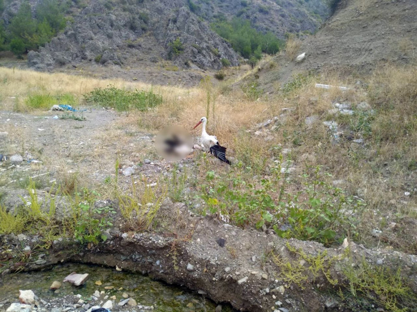 Böyle sevgi görülmedi! Kanadı kırık leylek ölen eşinin başından bir an bile ayrılmadı - Resim: 4