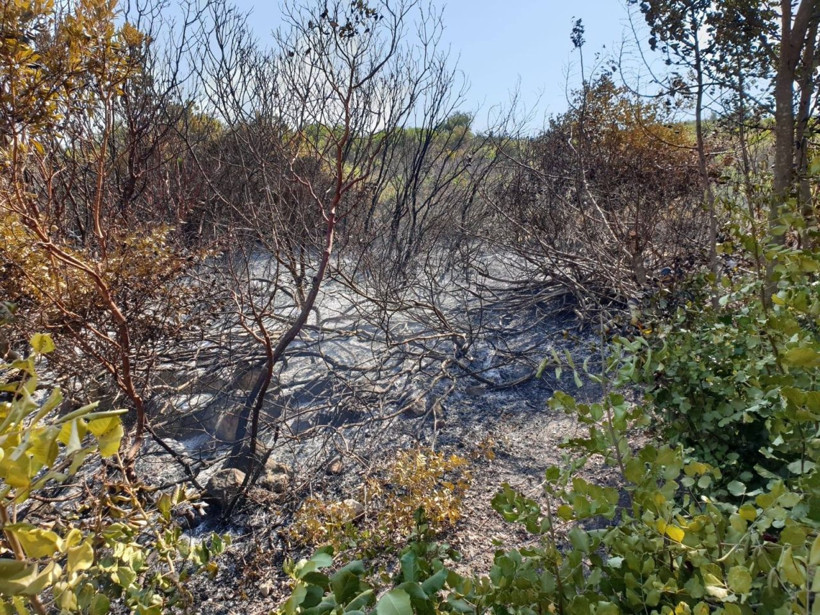 Aydın'da makilik alanı ateşe veren şahıs yakalandı - Resim: 3