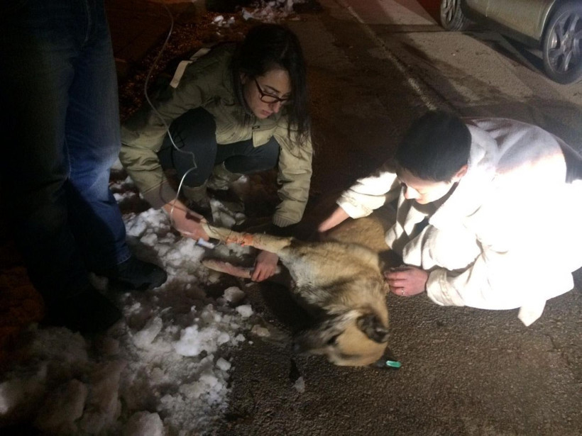 Kedi ve köpekleri zehirleyen doktora 5 yıl hapis cezası verildi - Resim: 1