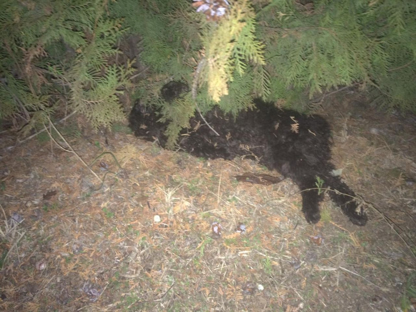 Kedi ve köpekleri zehirleyen doktora 5 yıl hapis cezası verildi - Resim: 2