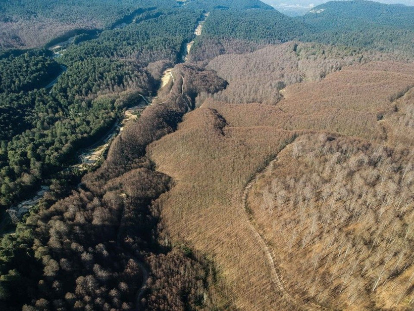Kütahya ve Bursa'da orman bu hale geldi! Sebebi ise yangın değil - Resim: 1