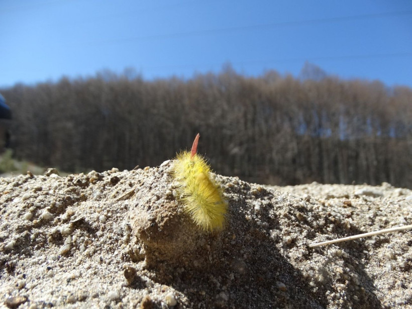Vatandaşlar tedirgin! İstila sürüyor - Resim: 1