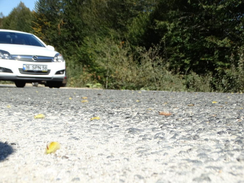 Vatandaşlar tedirgin! İstila sürüyor - Resim: 2