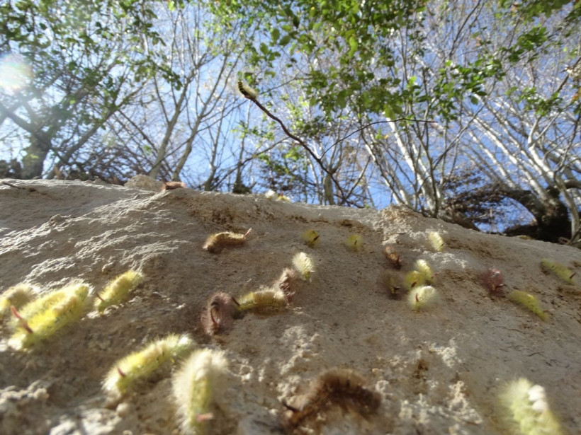 Vatandaşlar tedirgin! İstila sürüyor - Resim: 3