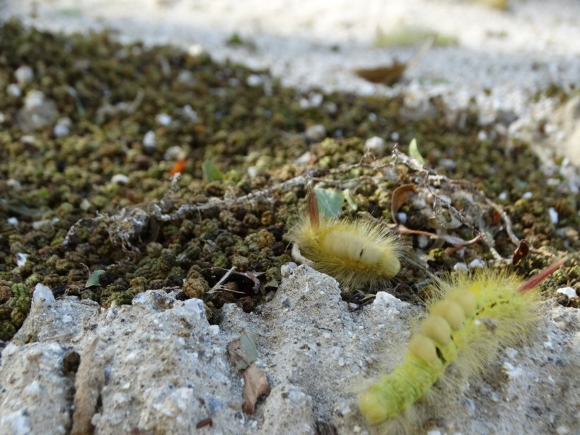Vatandaşlar tedirgin! İstila sürüyor - Resim: 4