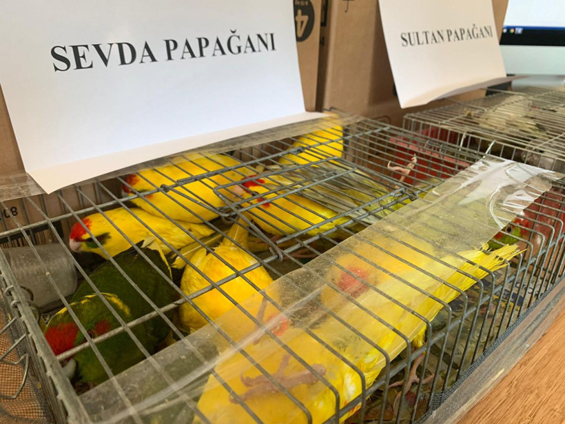 İstanbul'da otomobil bagajında 45 papağan ele geçirildi - Resim: 1