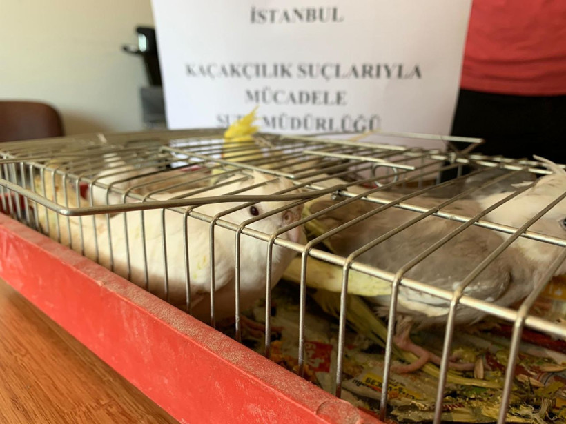 İstanbul'da otomobil bagajında 45 papağan ele geçirildi - Resim: 4