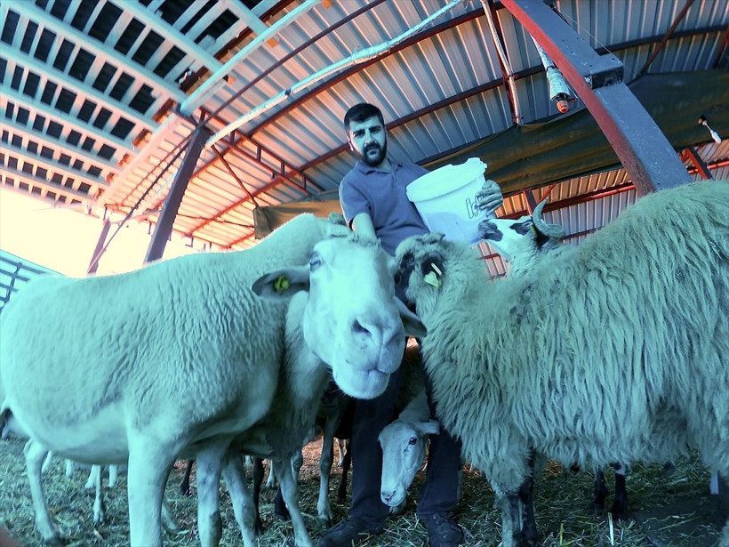 Köyde sayılarla oynayan çobanın inanılmaz yöntemleri! Sıradışı yöntemlerle kar üstüne kar ediyor - Resim: 2