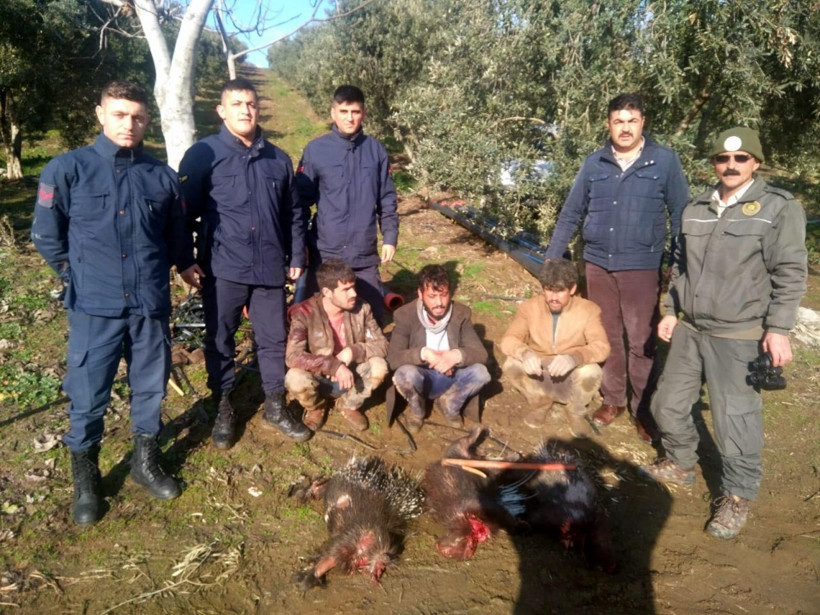 Manisa'da pitbull ile oklu kirpi avlayan 3 kişiye 40 bin 201 lira para cezası - Resim: 2