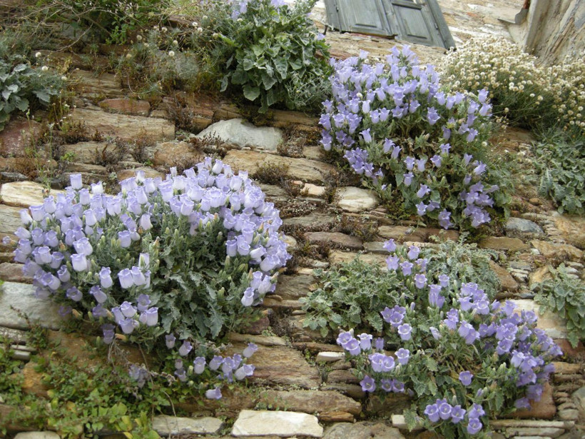 Aydın'da her yıl koruma altına alınan Tüylü Çan çiçeğine zararın cezası 73 bin 747 TL - Resim: 4