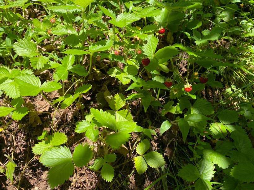Ordu'da 4 saatte ancak 1 kilo toplanabiliyor 150-200 TL'den satılıyor - Resim: 4