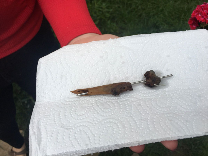 Çengelköy'de dehşet! Oyuncu Gamze Topuz'un köpeklerine yapılan şeye bakın - Resim: 4