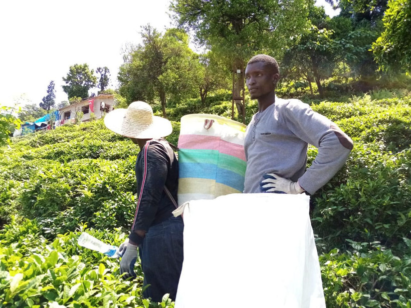 Rize'de şaşırtan çay hasadı! Senegal uyruklular Gürcülerin yerine geçti - Resim: 4