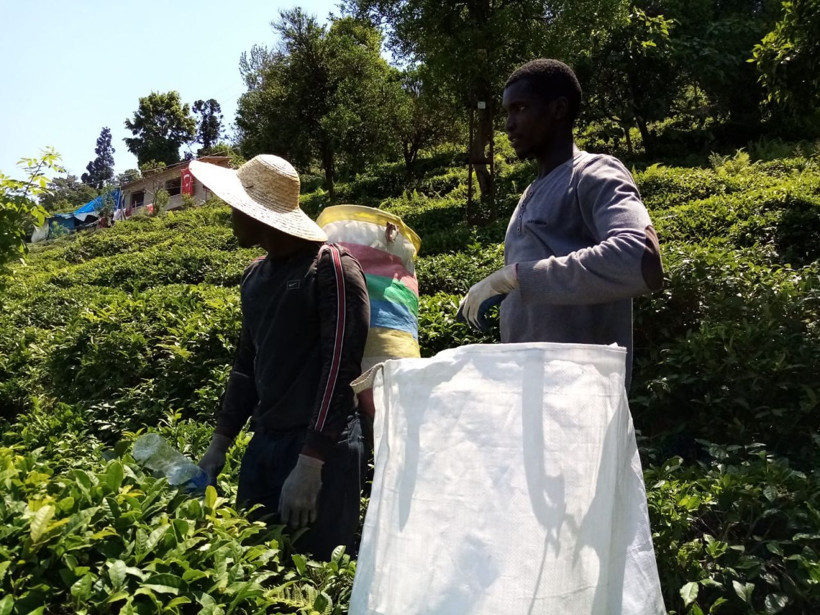 Rize'de şaşırtan çay hasadı! Senegal uyruklular Gürcülerin yerine geçti - Resim: 3